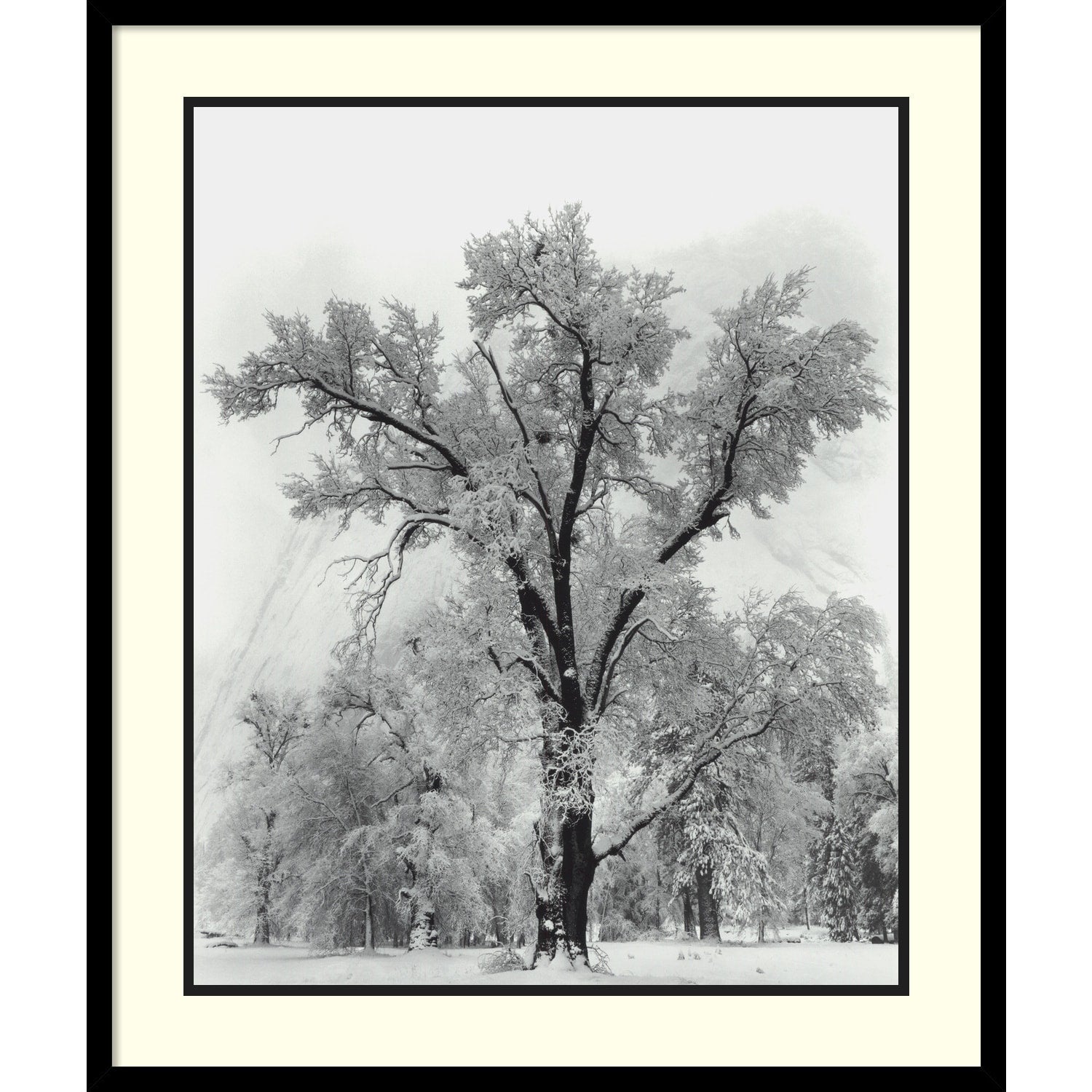 Impression encadrée « Chêne, tempête de neige, parc national de Yosemite - 1948 » par Ansel Adams, 68,5 x 81,3 cm